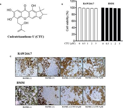 Inhibitory Effect of Cudratri<mark class="highlighted">xanthone</mark> U on RANKL-Induced Osteoclast Differentiation and Function in Macrophages and BMM Cells